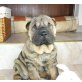 Shar Pei Welpen - Rüde