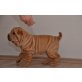 Shar Pei Welpen - Rüde
