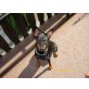 Shari, Deutscher Pinscher - Hündin