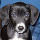 Shari, Labrador Mix Welpen - Hündin
