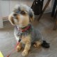 Shari, Yorkshire Terrier - Hündin
