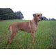 Sharif, Rhodesian Ridgeback - Rüde