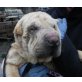 Sharki, Shar-Pei-Rüde - Rüde
