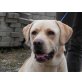 Sharo, Labrador - Rüde