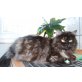 Shauna, Maine Coon Britisch Kurzhaar - Katze