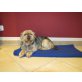 Sheela, Yorkshire Terrier - Hündin