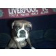 Sheeva, Boxer - Hündin