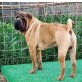 Sheik ist ein freundlicher Hund💖, Shar-Pei-Mischlingsrüde - Rüde