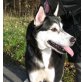 Sheila, Siberian Husky - Hündin