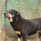 Sheila, evtl. Rottweiler Mischling - Hündin