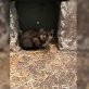 Sheila, schildpattfärbiges Mädi sucht neues Zuhause  - Katze