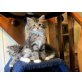 Sheila und Lilly ...., Norwegische Waldkatze - Katze