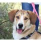 Shelly, Beagle Harrier Mix - Hündin