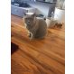 Shelly, Britisch Kurzhaarkatze - Katze