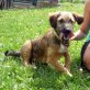 Shelly, Mix - Hündin