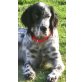 Shelly, Setter-Mix - Hündin