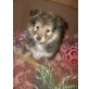 Sheltie-Colliemix Welpen - Hündin