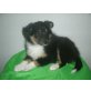 Sheltie-Colliemix Welpen - Hündin
