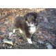 Sheltie-Colliemix Welpen - Rüde