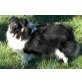 Sheltie - Hündin