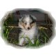 Sheltie - Hündin