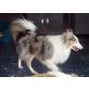 Sheltie - Rüde