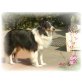 Sheltie - Rüde