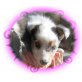 Sheltie - Rüde