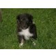 Sheltie - Rüde