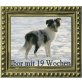 Sheltie - Rüde