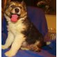 Sheltie / Spitz x Border Collie - Rüde