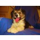 Sheltie / Spitz x Border Collie  - Rüde