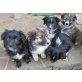 Sheltie / Spitz x Border Collie Welpen - Hündin