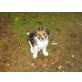 Sheltie / Spitz x Border Collie Welpen - Hündin