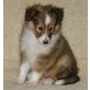 Sheltie Welpen - Hündin