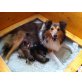 Sheltie Welpen - Hündin