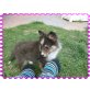 Sheltie Welpen - Hündin