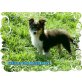Sheltie Welpen - Hündin
