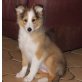 Sheltie Welpen - Hündin