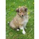 Sheltie Welpen - Hündin