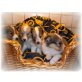 Sheltie Welpen - Rüde