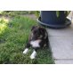 Sheltie Welpen - Rüde