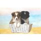 Sheltie Welpen - Rüde