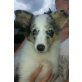 Sheltie Welpen - Rüde