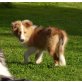 Sheltie Welpen - Rüde