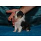 Sheltie Welpen - Rüde