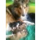 Sheltie Welpen - Rüde