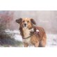 Sheltie mix - Rüde