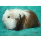 Sheltie - weiblich