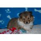 Sheltiewelpen (VDH/FCI), Sheltie Welpen - Hündin